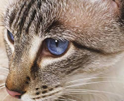 Настоящий кошачий глаз