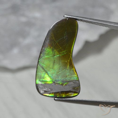 7.43ct Натуральный Многоцветный Аммолит, причудливая, Непрозрачный