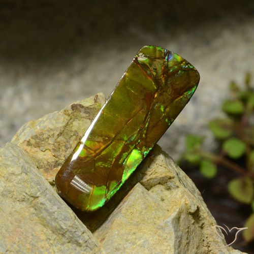 17.42ct Натуральный Многоцветный Аммолит, причудливая, Непрозрачный