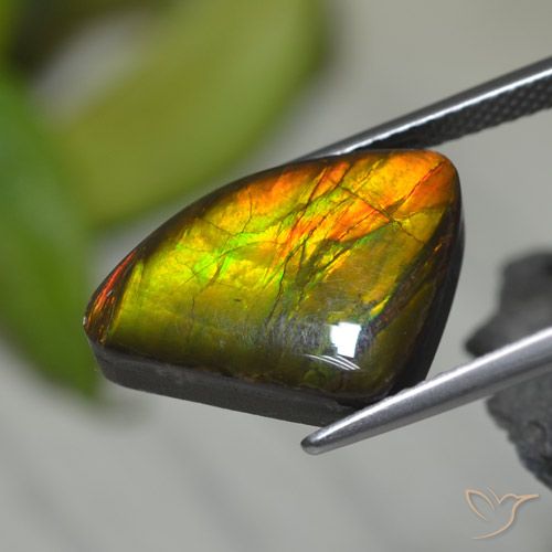 8.39ct Натуральный Многоцветный Аммолит, причудливая, Непрозрачный