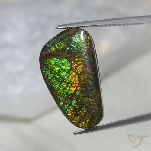 11.60ct Натуральный Многоцветный Аммолит, причудливая, Непрозрачный