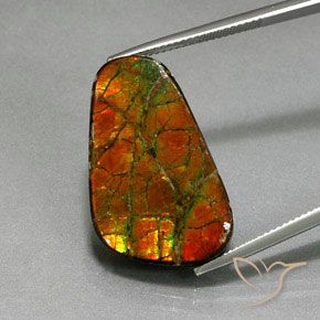 18.59ct Натуральный Многоцветный Аммолит, причудливая, Непрозрачный