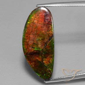 12.10ct Натуральный Многоцветный Аммолит, причудливая, Непрозрачный