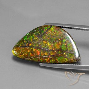 17.66ct Натуральный Многоцветный Аммолит, причудливая, Непрозрачный