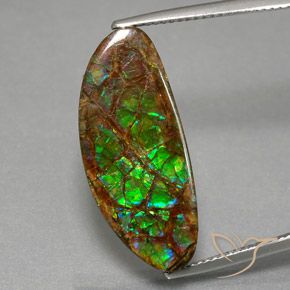 12.02ct Натуральный Многоцветный Аммолит, причудливая, Непрозрачный
