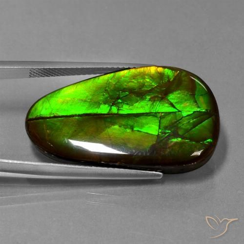 21.60ct Натуральный Многоцветный Аммолит, причудливая, Непрозрачный