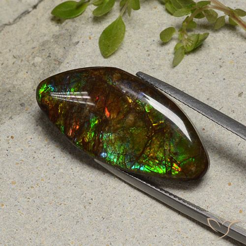 20.58ct Натуральный Многоцветный Аммолит, причудливая, Непрозрачный
