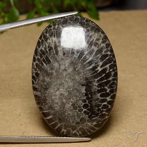 48.20ct Натуральный Многоцветный коралловый, Овал, Непрозрачный