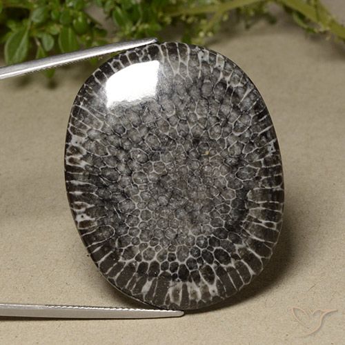 64.23ct Натуральный Многоцветный коралловый, Овал, Непрозрачный