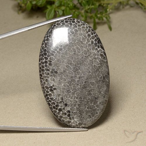 76.87ct Натуральный Многоцветный коралловый, Овал, Непрозрачный