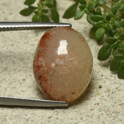11.57ct Натуральный Многоцветный коралловый, Овал, Полупрозрачный