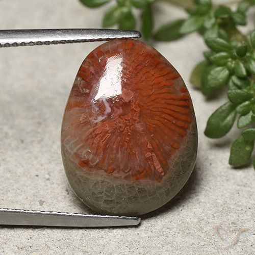 8.92ct Натуральный Многоцветный коралловый, причудливая, Непрозрачный