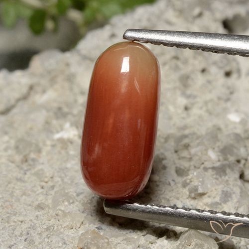 1.69ct Натуральный Средний красный коралловый, Овал, Непрозрачный