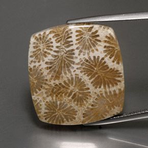 24.22 карата, натуральный Многоцветный Ископаемый коралл, Квадрат, Непрозрачный