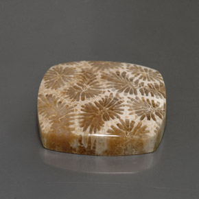 24.22 карата, натуральный Многоцветный Ископаемый коралл, Квадрат, Непрозрачный