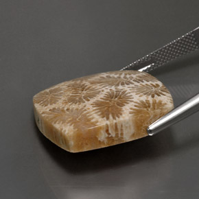 24.22 карата, натуральный Многоцветный Ископаемый коралл, Квадрат, Непрозрачный