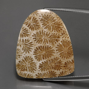 25.71 карата, натуральный Многоцветный Ископаемый коралл, Необычная форма, Непрозрачный