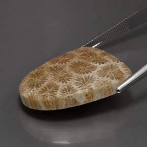 25.71 карата, натуральный Многоцветный Ископаемый коралл, Необычная форма, Непрозрачный