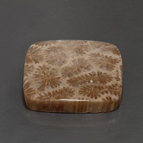 28.62 карата, натуральный Многоцветный Ископаемый коралл, Квадрат, Непрозрачный