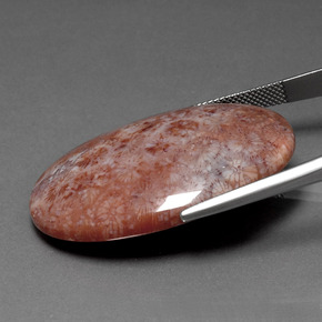 51.88 карата, натуральный Многоцветный Ископаемый коралл, Огранка Овал, Непрозрачный