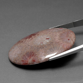 47.83 карата, натуральный Многоцветный Ископаемый коралл, Огранка Овал, Непрозрачный