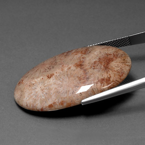 46.53 карата, натуральный Многоцветный Ископаемый коралл, Огранка Овал, Непрозрачный