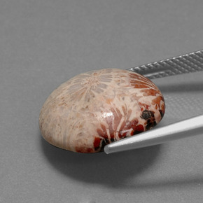 9.59 карата, натуральный Многоцветный Ископаемый коралл, Огранка Круг, Непрозрачный