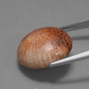 10.56 карата, натуральный Многоцветный Ископаемый коралл, Огранка Круг, Непрозрачный