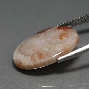 16.17 карата, натуральный Многоцветный Ископаемый коралл, Огранка Овал, Непрозрачный