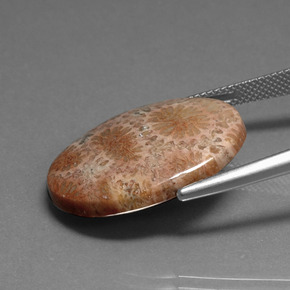 16.75 карата, натуральный Многоцветный Ископаемый коралл, Огранка Овал, Непрозрачный