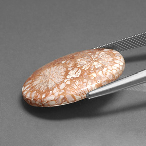 Натуральный Многоцветный Окаменелый коралл 16,71 карата Огранка Овал, Непрозрачный