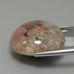 14.40 карата, натуральный Многоцветный Ископаемый коралл, Огранка Круг, Непрозрачный