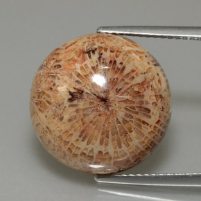 Натуральный Многоцветный Ископаемый коралл 13,26 карата Огранка Круг, Непрозрачный