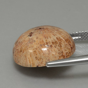 Натуральный Многоцветный Ископаемый коралл 13,26 карата Огранка Круг, Непрозрачный