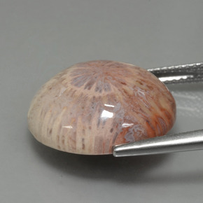 12.48 карата, натуральный Многоцветный Ископаемый коралл, Огранка Круг, Непрозрачный