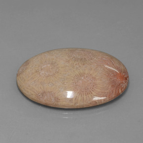 56.57 карата, натуральный Многоцветный Ископаемый коралл, Огранка Овал, Непрозрачный