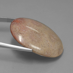 56.57 карата, натуральный Многоцветный Ископаемый коралл, Огранка Овал, Непрозрачный