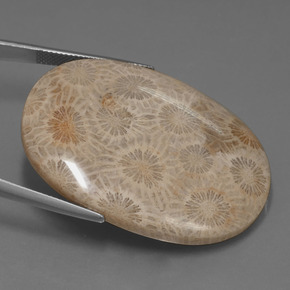 49.51 карата, натуральный Многоцветный Ископаемый коралл, Огранка Овал, Непрозрачный