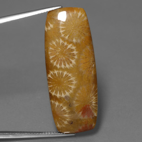 25.14 карата, натуральный Многоцветный Ископаемый коралл, Подушка Крой, Непрозрачный