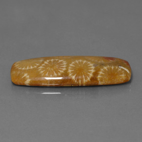 25.14 карата, натуральный Многоцветный Ископаемый коралл, Подушка Крой, Непрозрачный