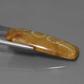 25.14 карата, натуральный Многоцветный Ископаемый коралл, Подушка Крой, Непрозрачный