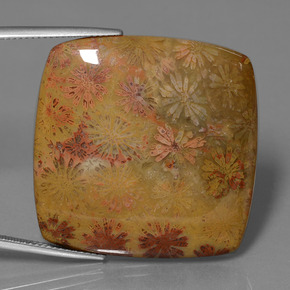 46.89 карата, натуральный Многоцветный Ископаемый коралл, Подушка Крой, Непрозрачный