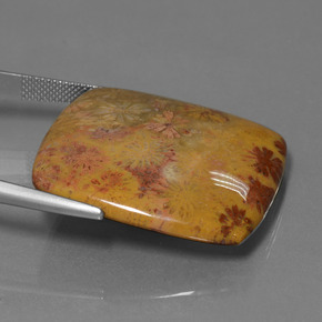 46.89 карата, натуральный Многоцветный Ископаемый коралл, Подушка Крой, Непрозрачный