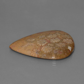 53.96 карата, натуральный Многоцветный Ископаемый коралл, Форма груши, Непрозрачный