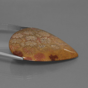 53.96 карата, натуральный Многоцветный Ископаемый коралл, Форма груши, Непрозрачный