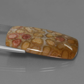 45.68 карата, натуральный Многоцветный Ископаемый коралл, Подушка Крой, Непрозрачный