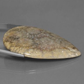 70.58 карата, натуральный Многоцветный Ископаемый коралл, Форма груши, Непрозрачный