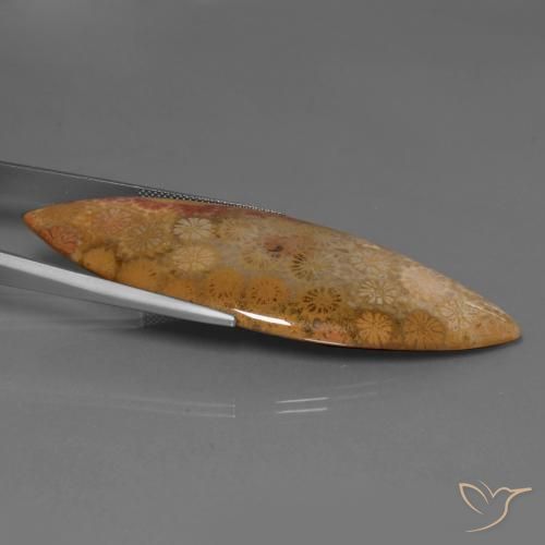 56.57 карата, натуральный Многоцветный Ископаемый коралл, Маркиза, Непрозрачный