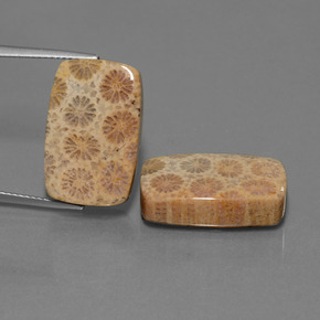  карата, натуральный Многоцветный Ископаемый коралл, Подушка Крой, Непрозрачный