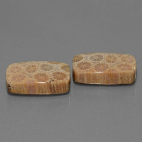  карата, натуральный Многоцветный Ископаемый коралл, Подушка Крой, Непрозрачный